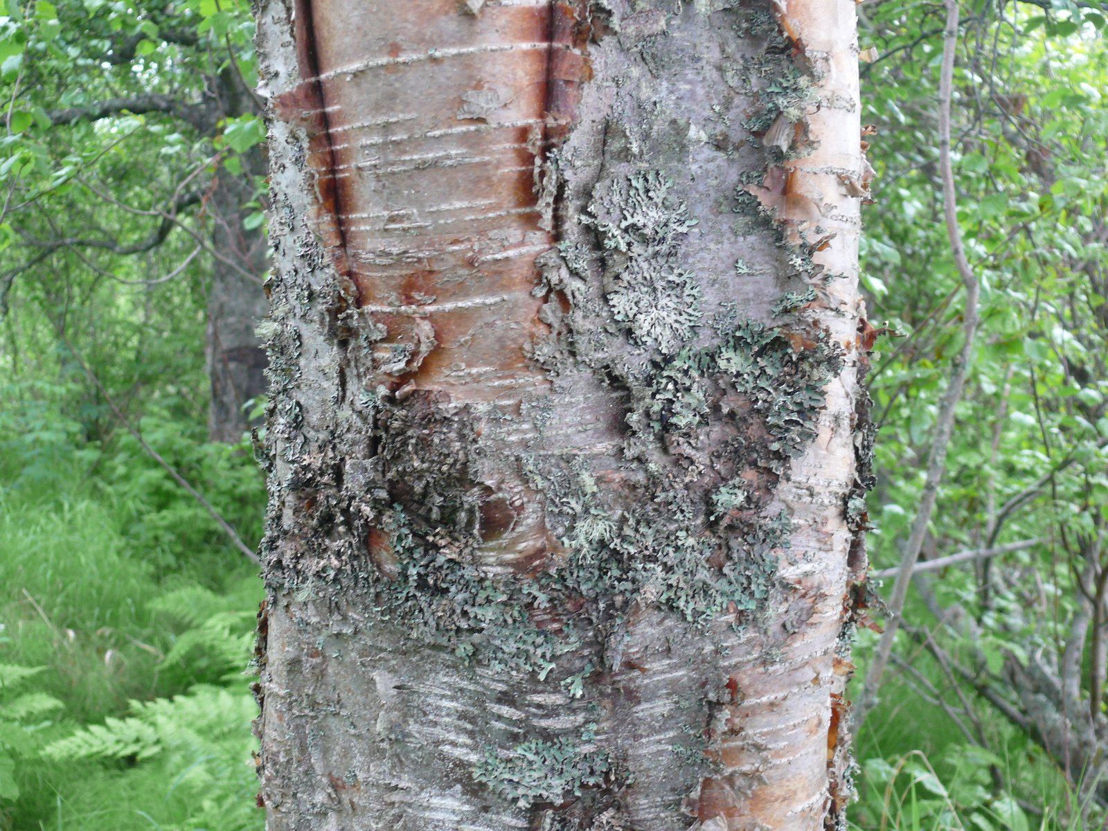 Paper birch
