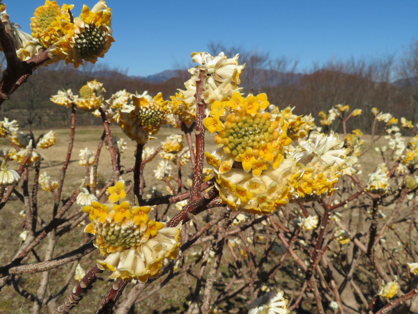 Paperbush