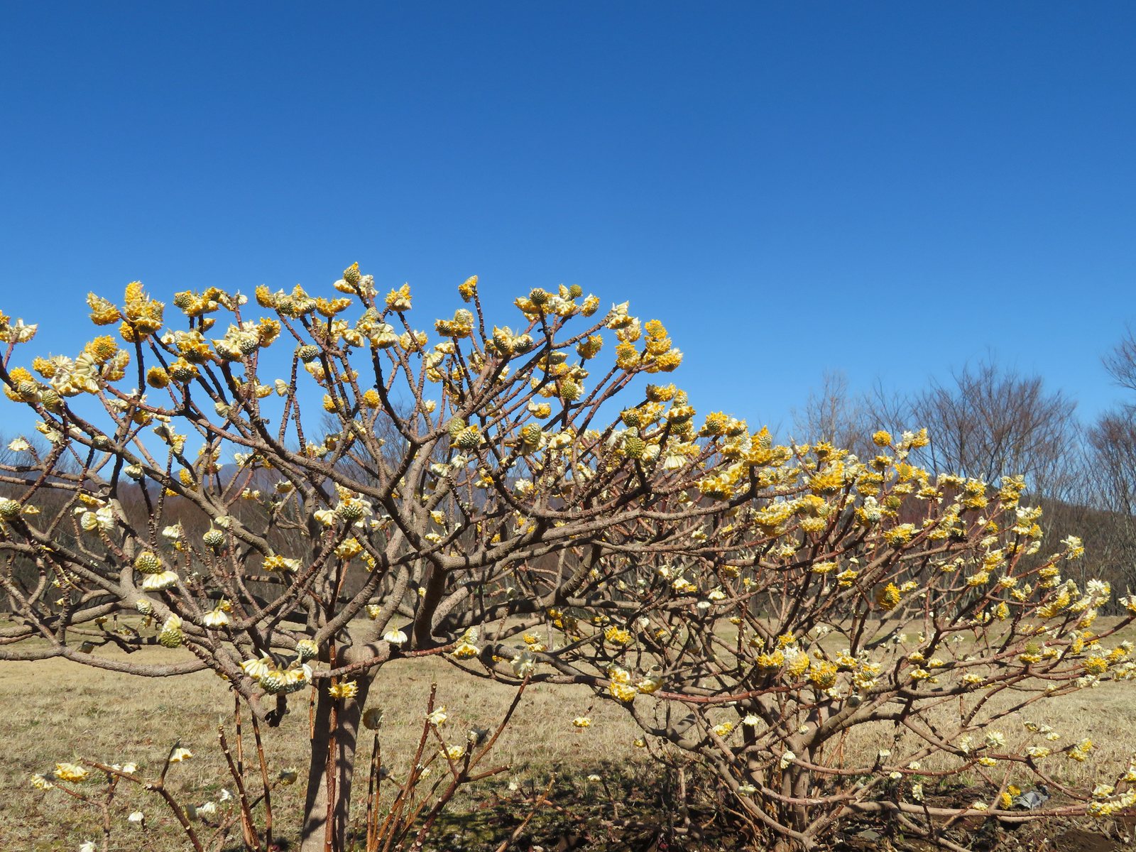 Paperbush