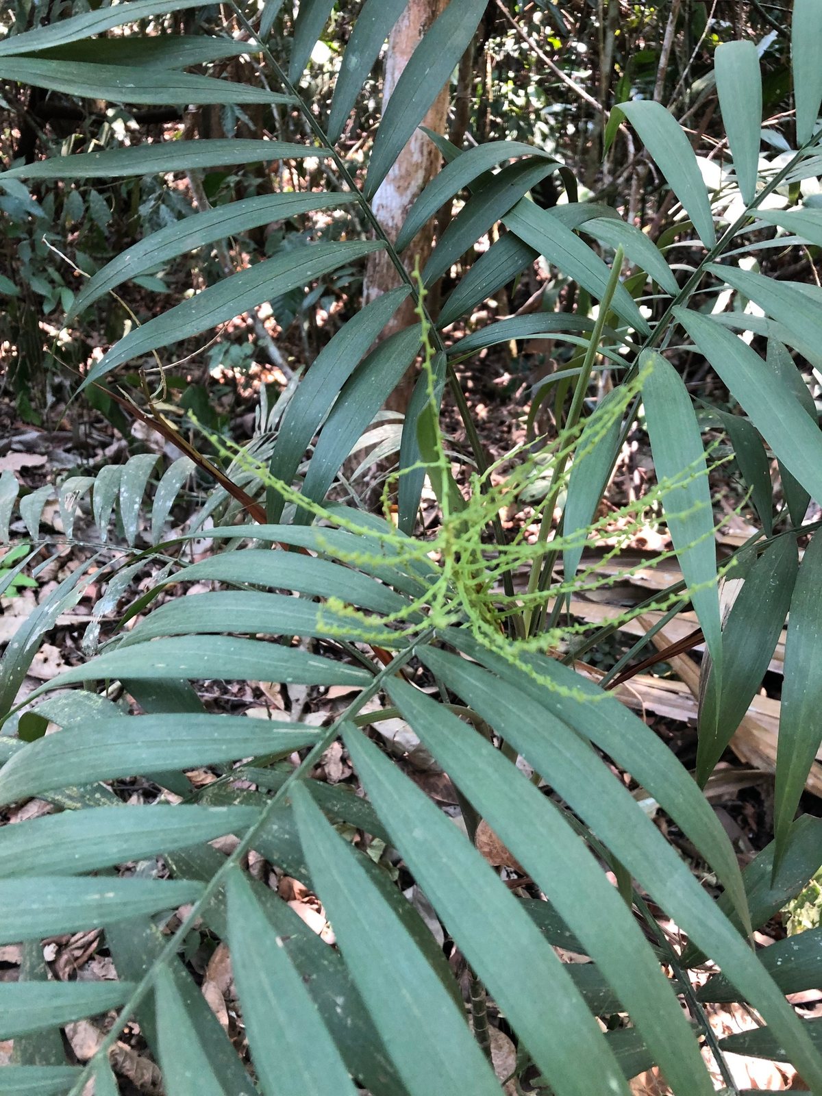 Parlour palm
