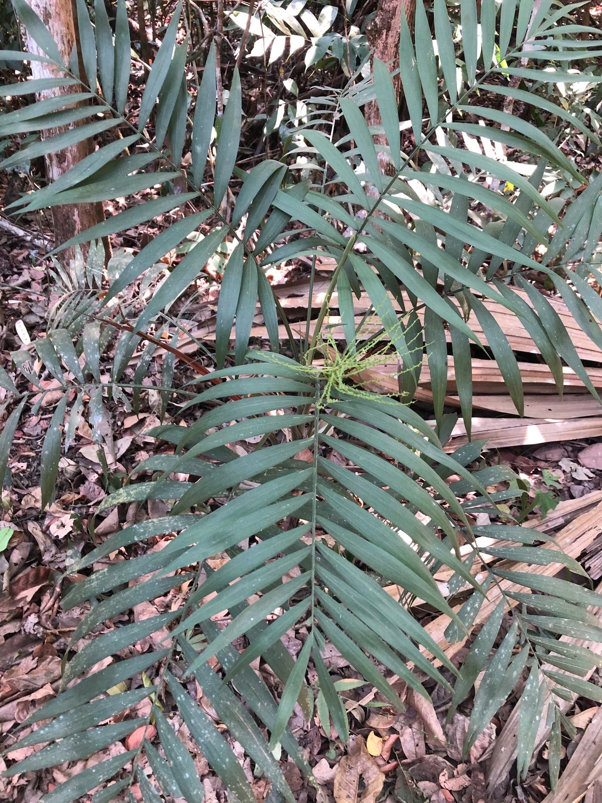 Parlour palm