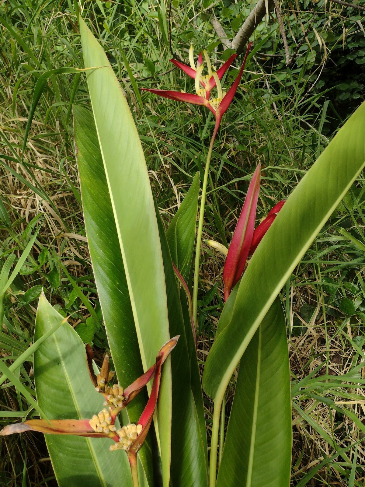 Parrot's flower
