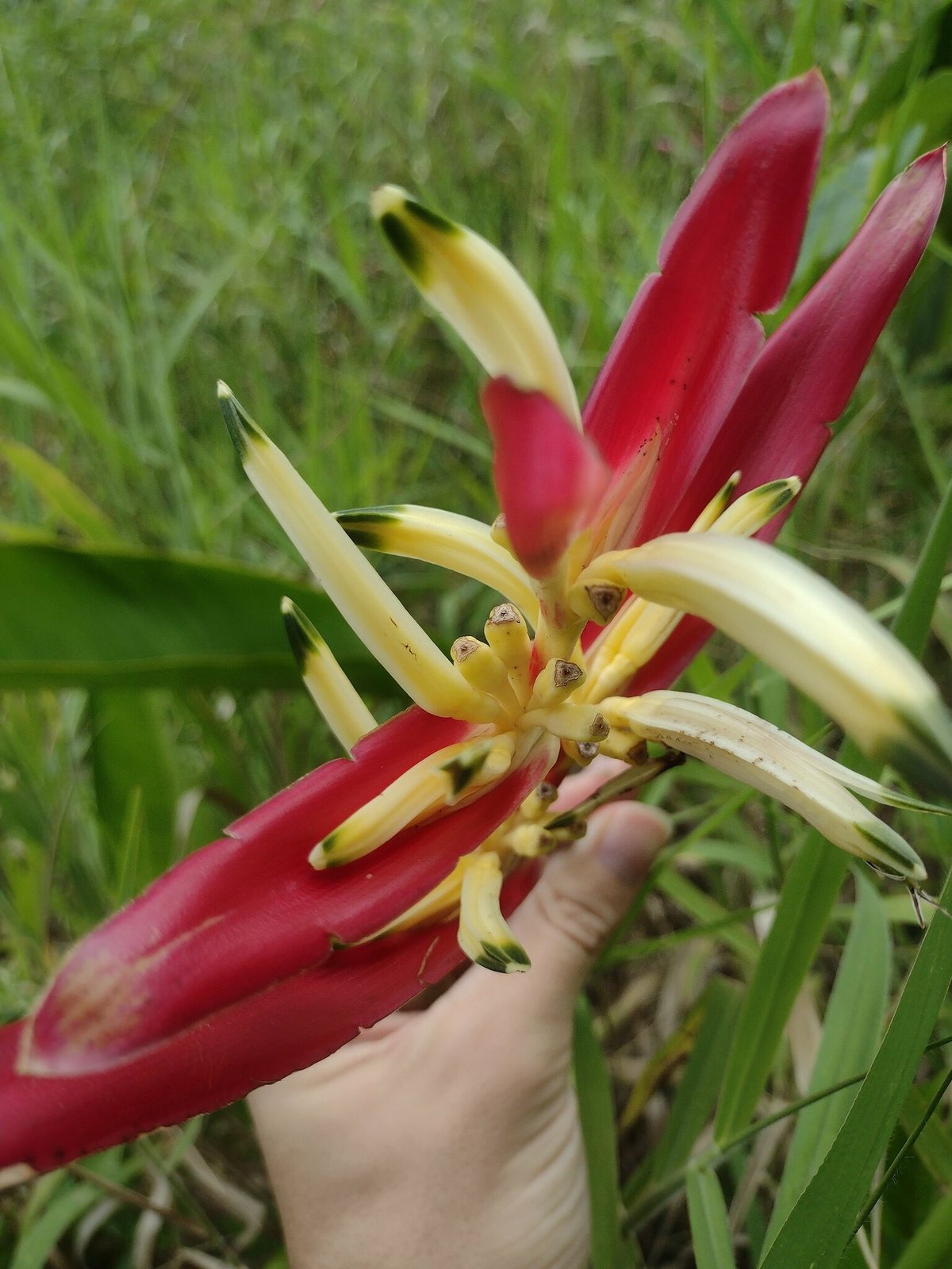 Parrot's flower