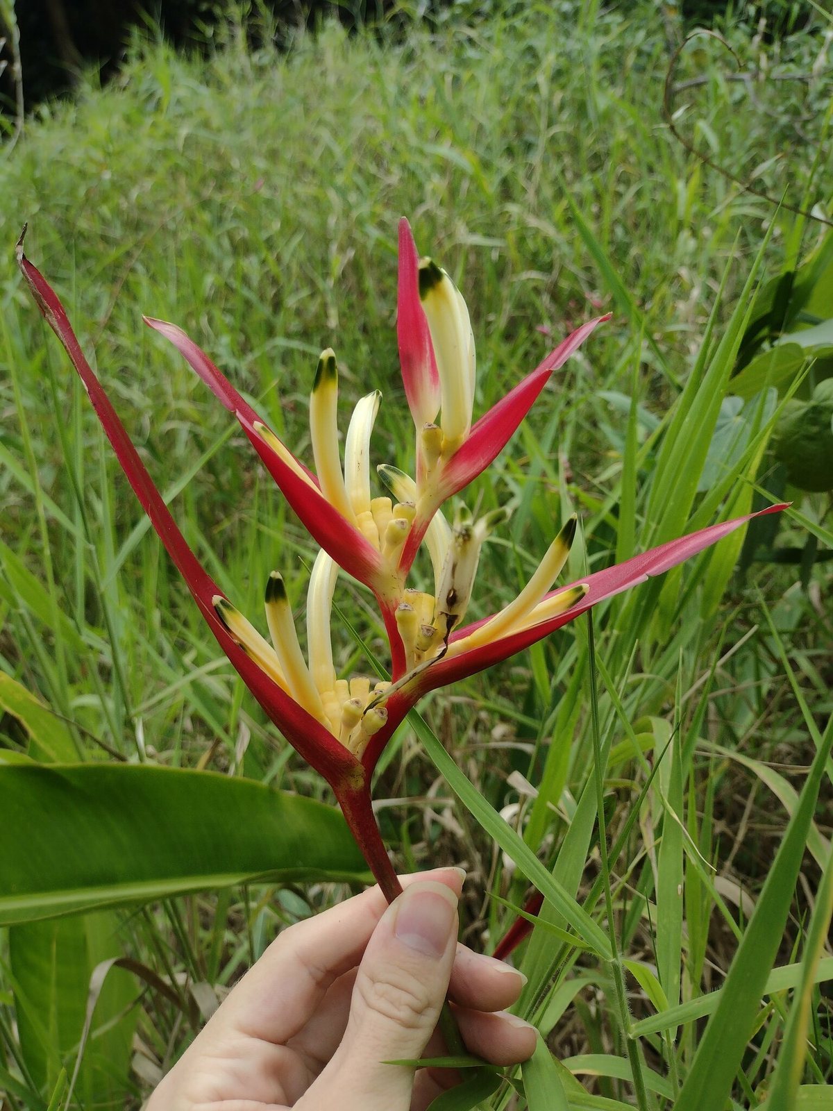 Parrot's flower