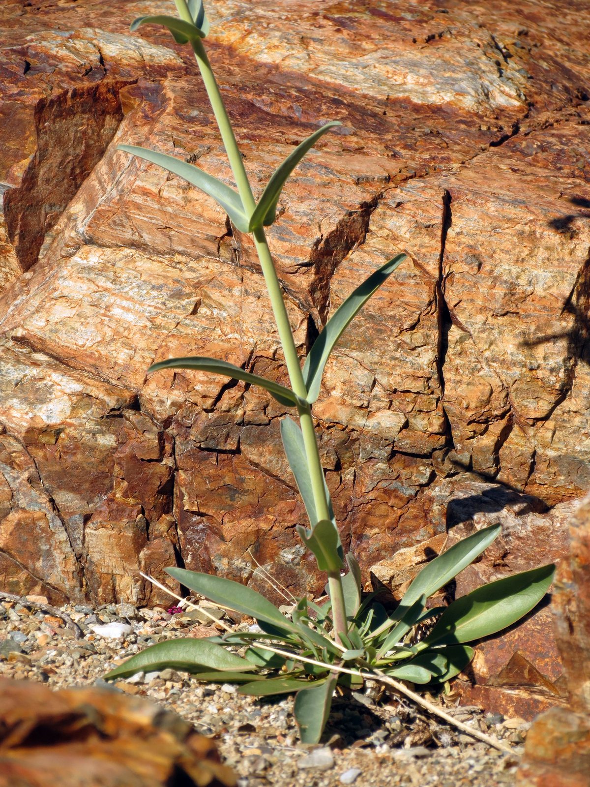 Parry's penstemon