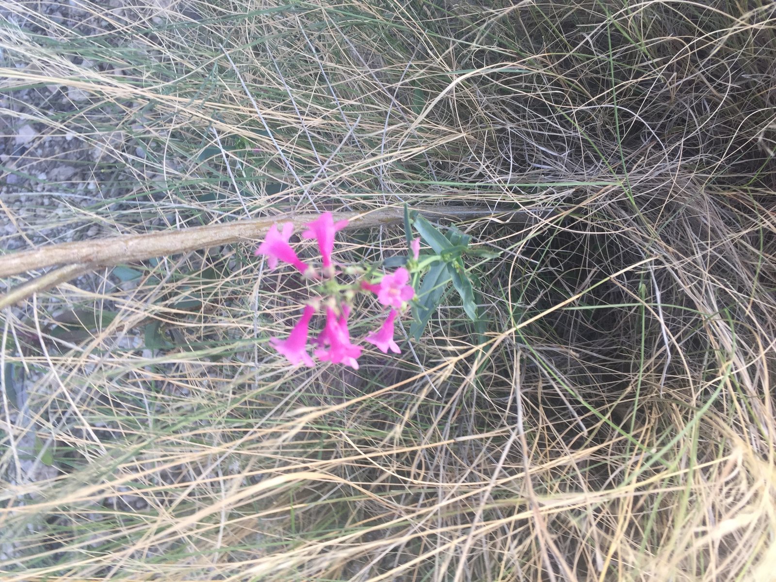 Parry's penstemon