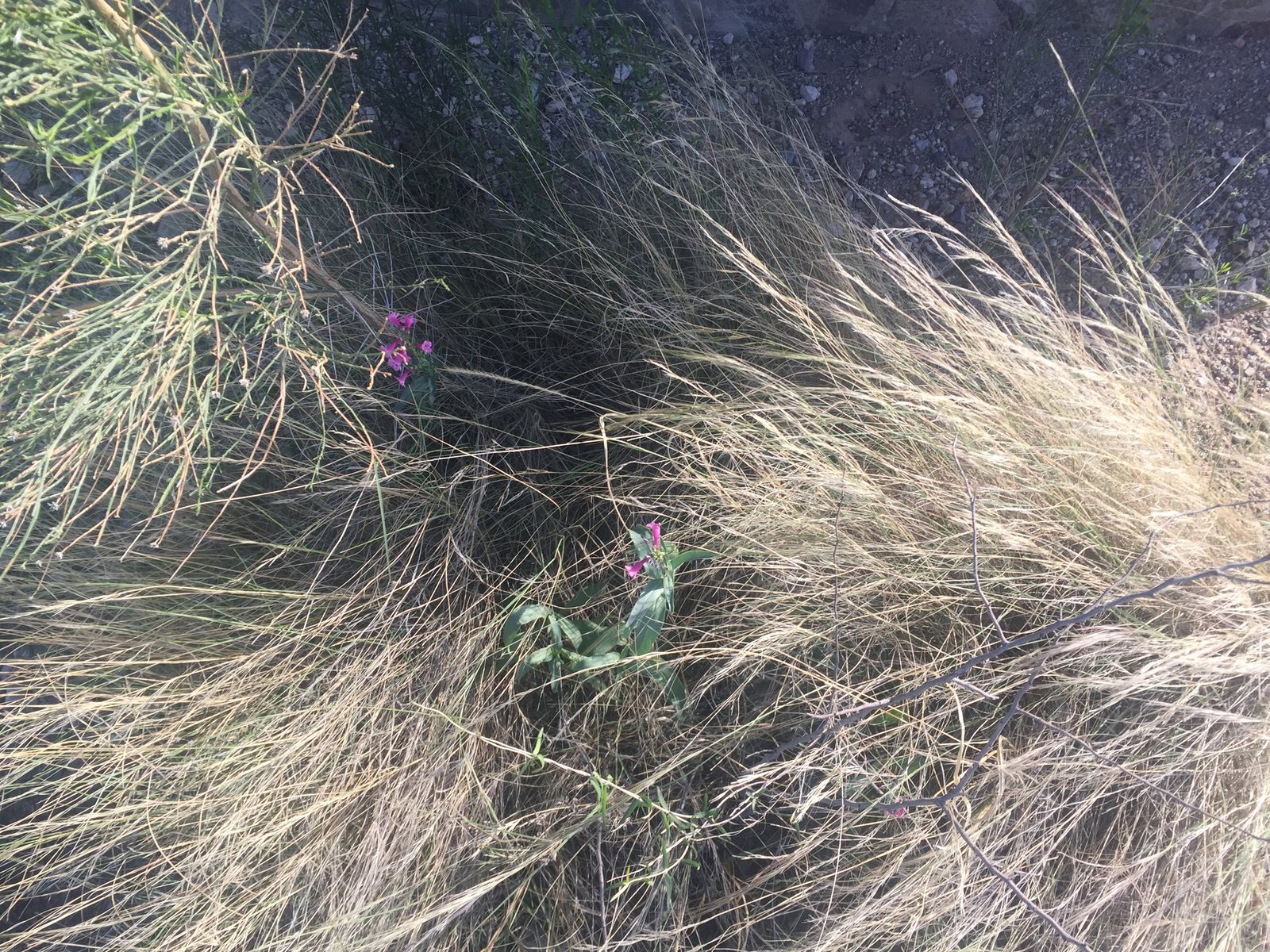 Parry's penstemon