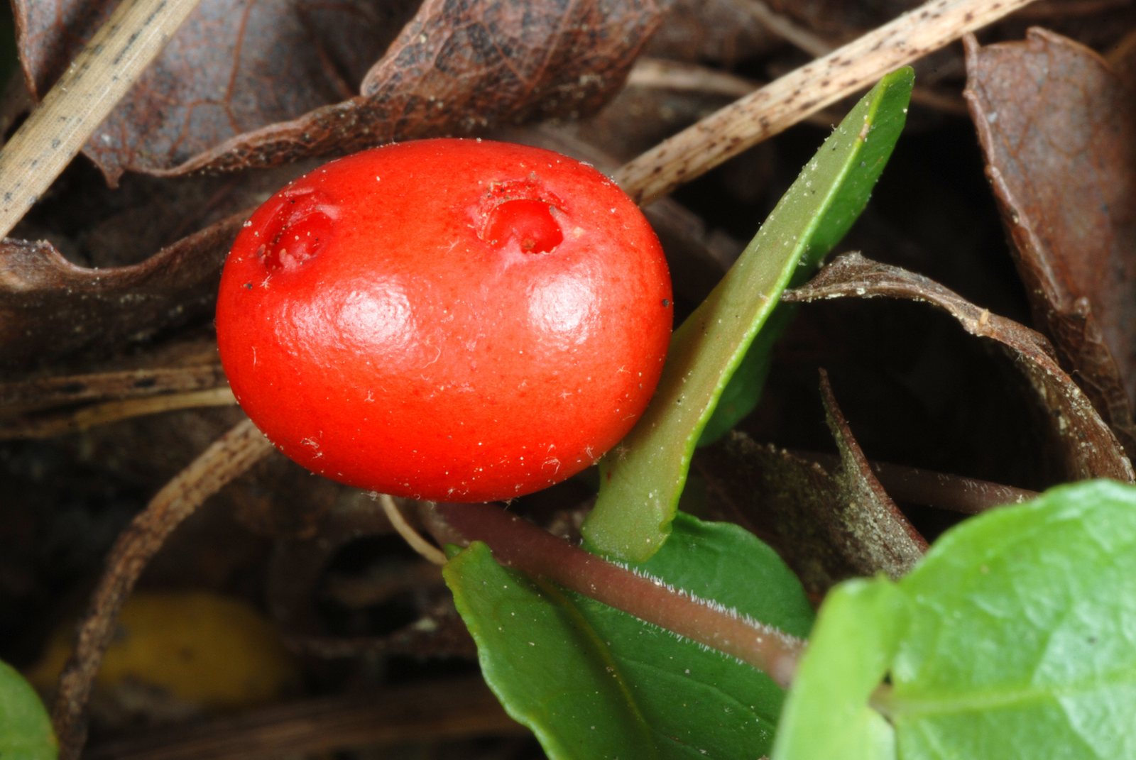Partridgeberry