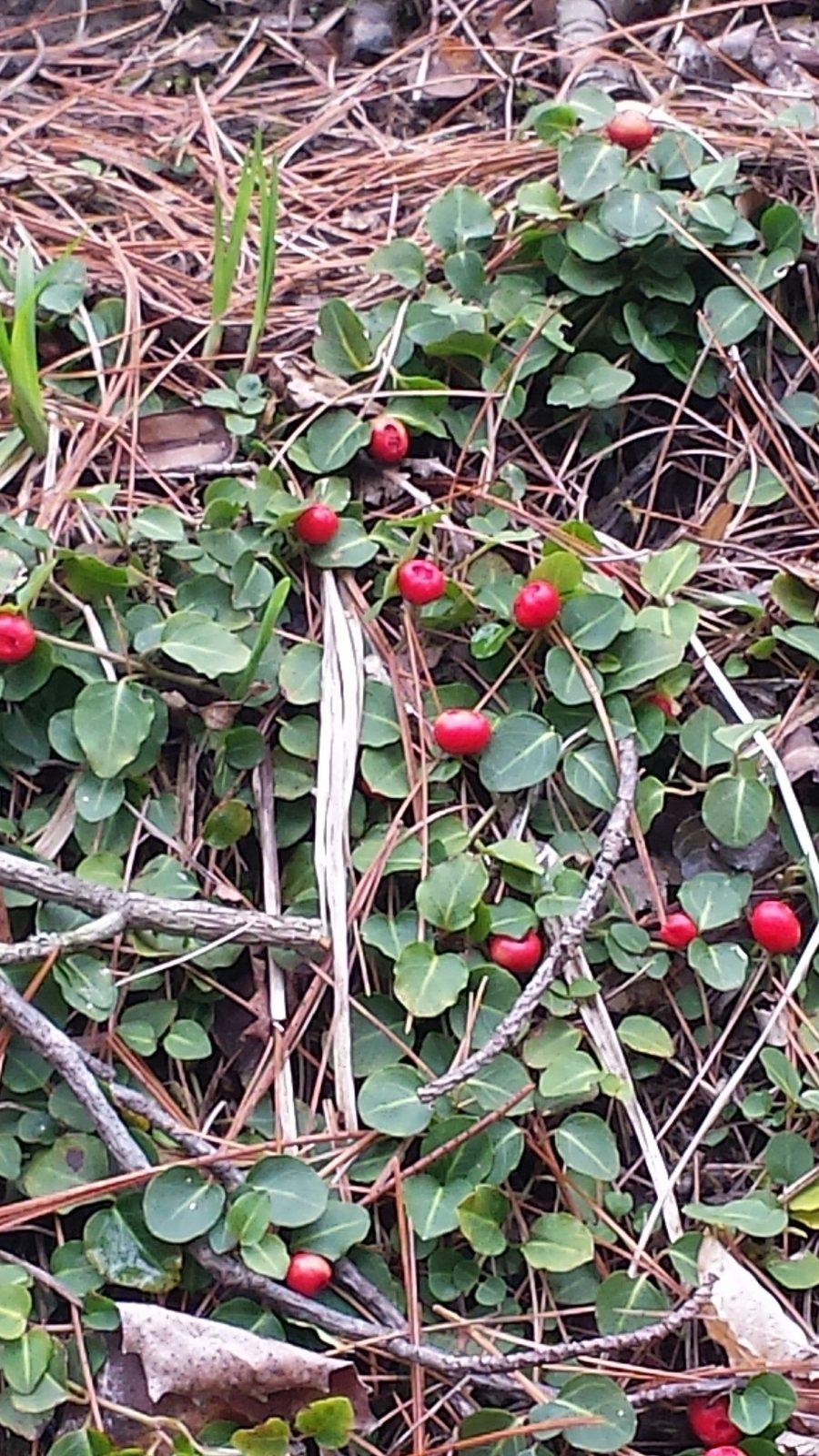 Partridgeberry