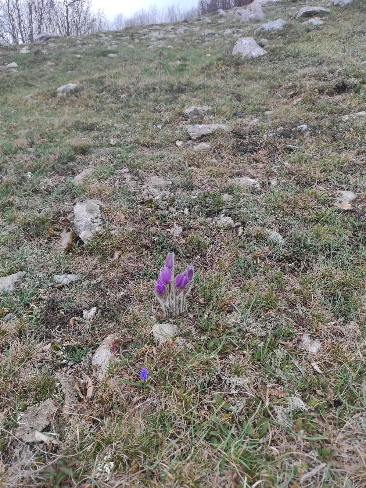 Pasque flower