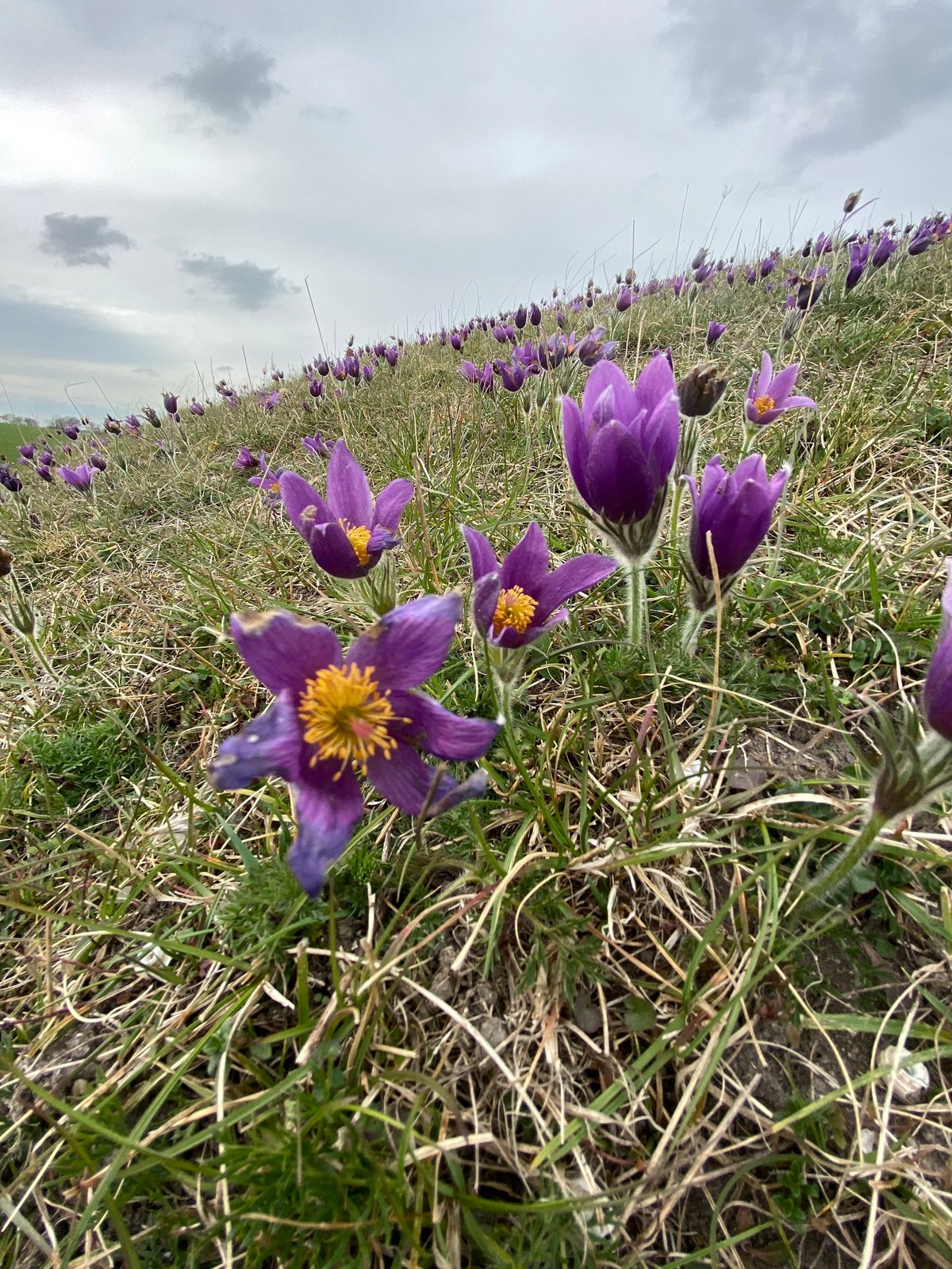 Pasque flower