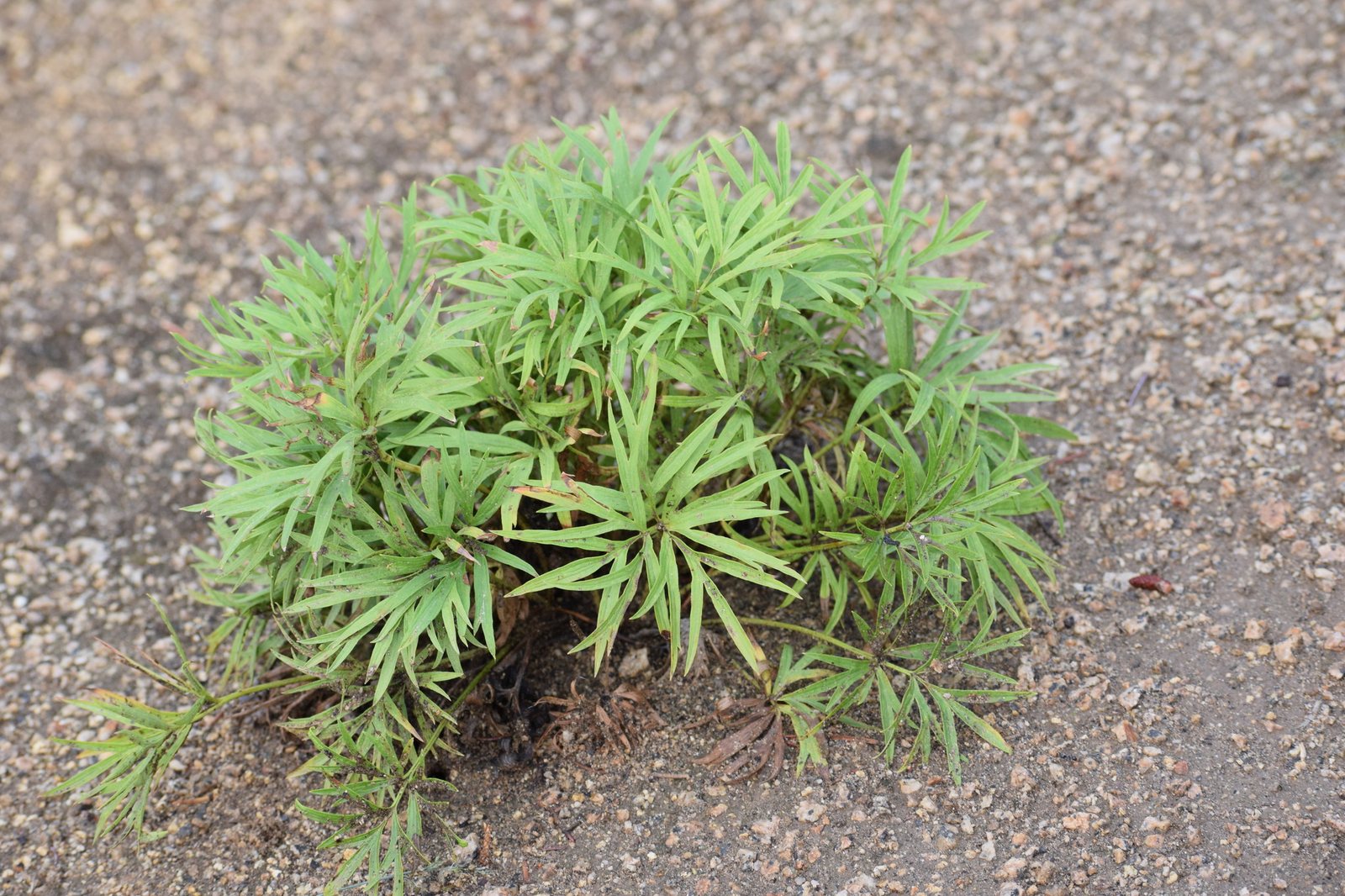 Pasqueflower