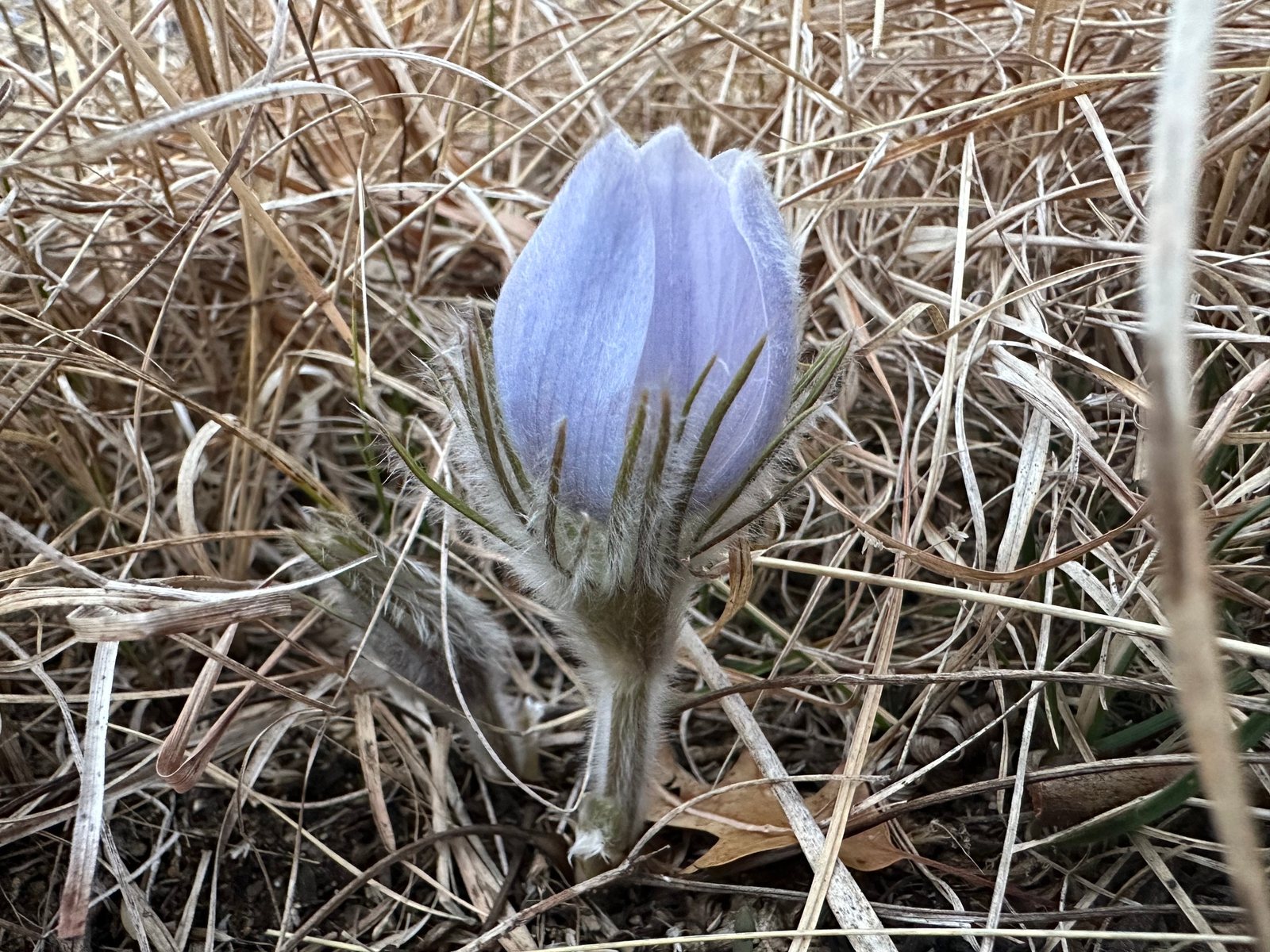 Pasqueflower