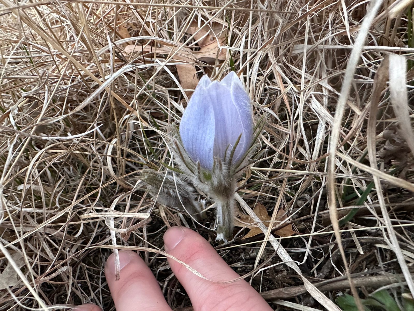 Pasqueflower