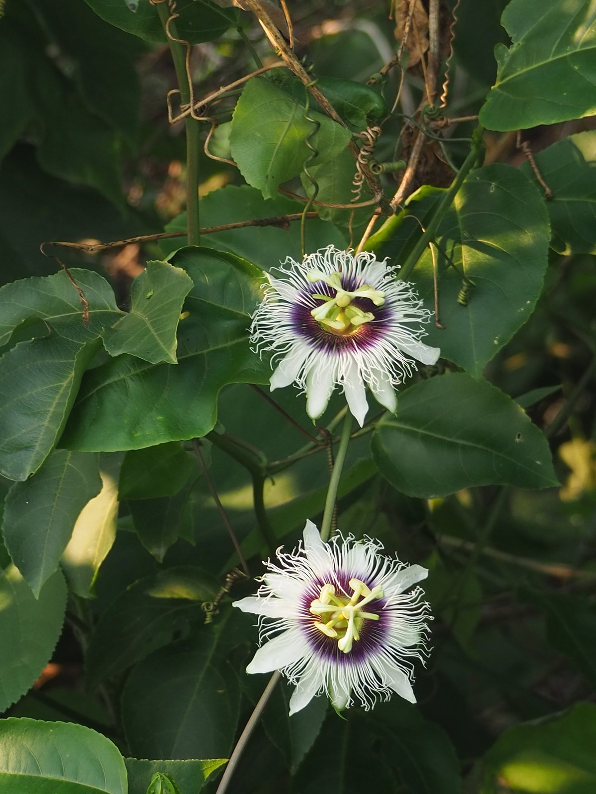 Passionfruit