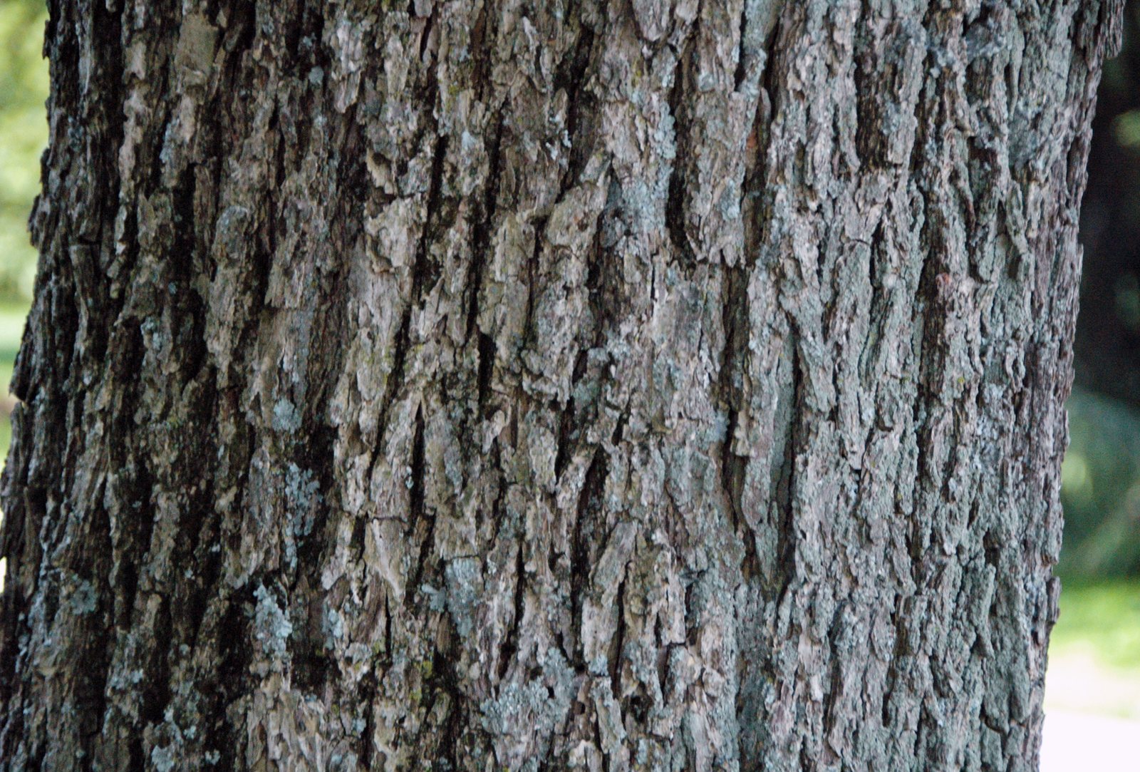 Pecan