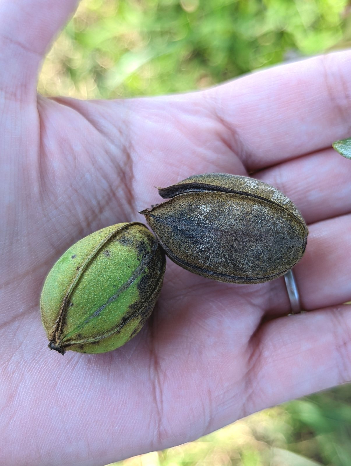 Pecan