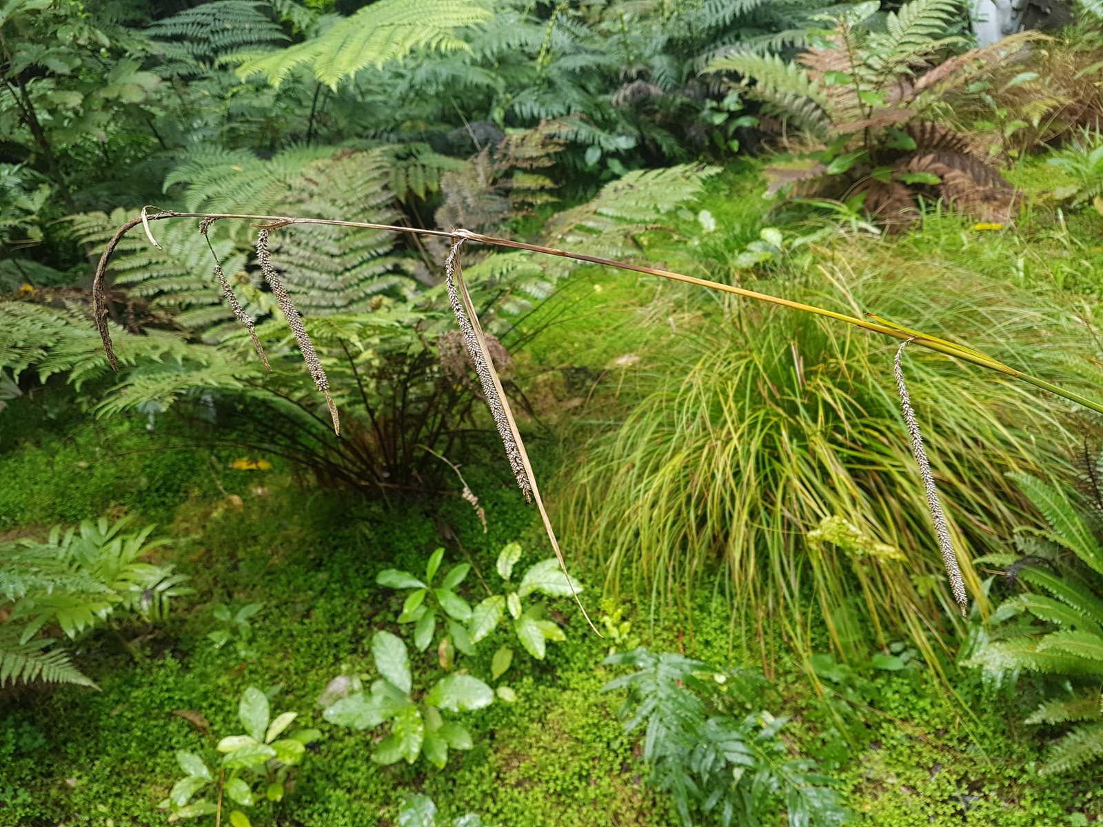 Pendulous sedge