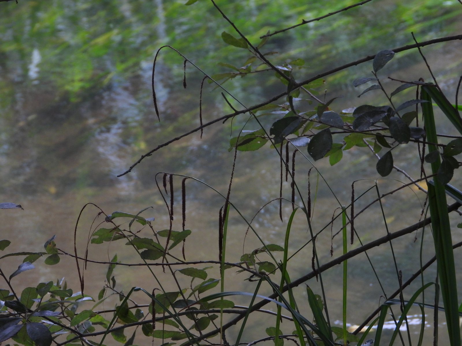 Pendulous sedge