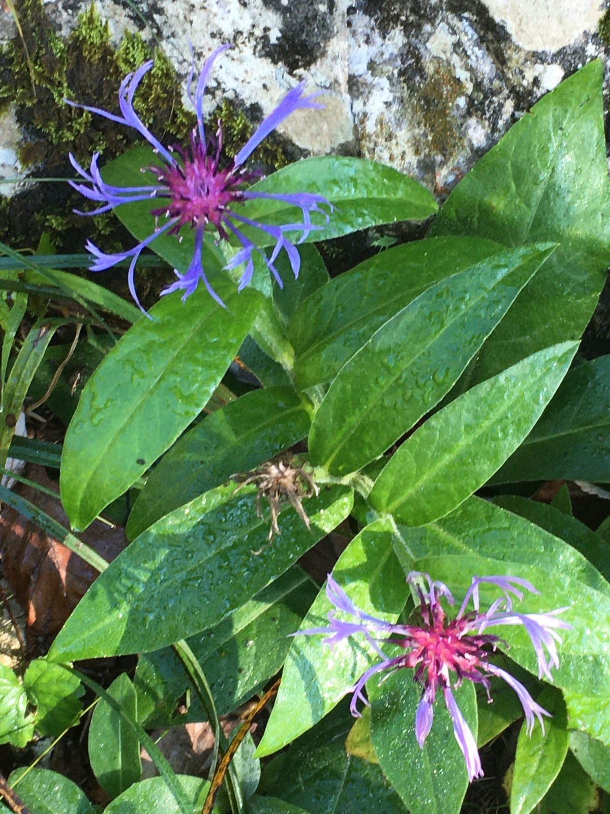 Perennial cornflower
