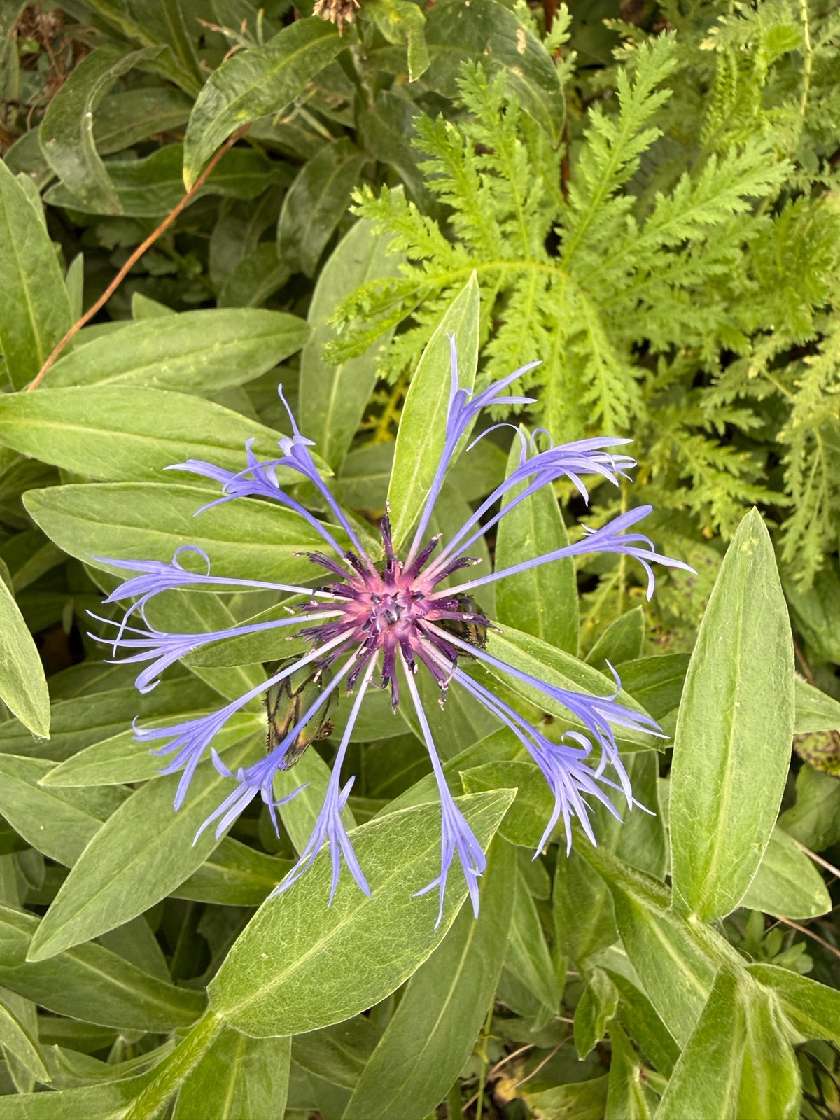 Perennial cornflower