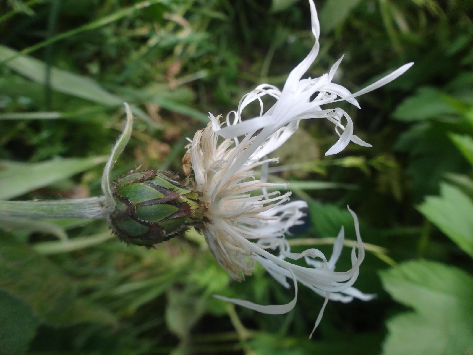 Perennial cornflower