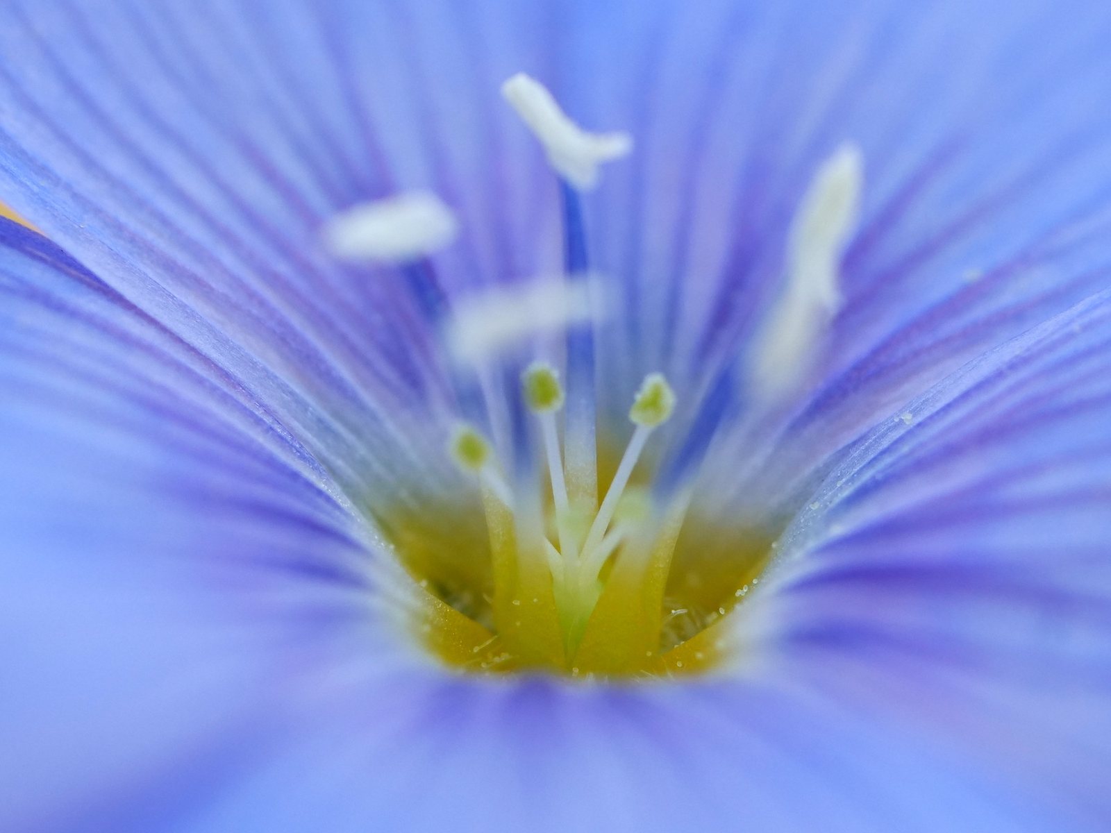 Perennial flax