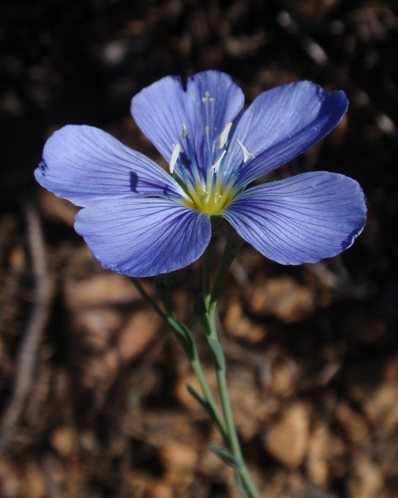 Perennial flax