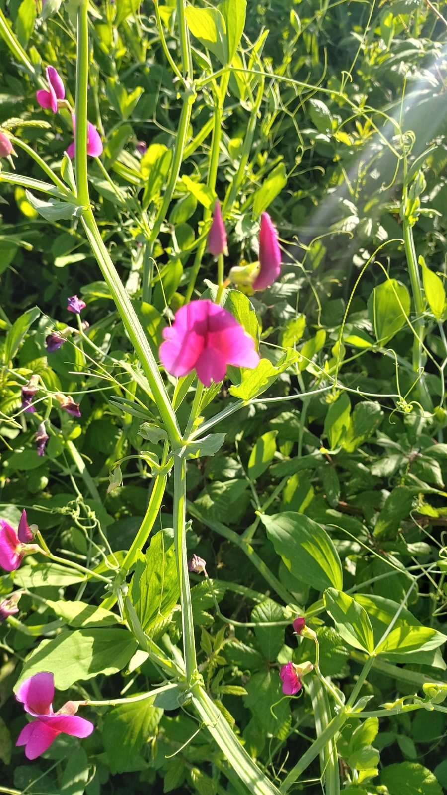 Perennial sweet pea