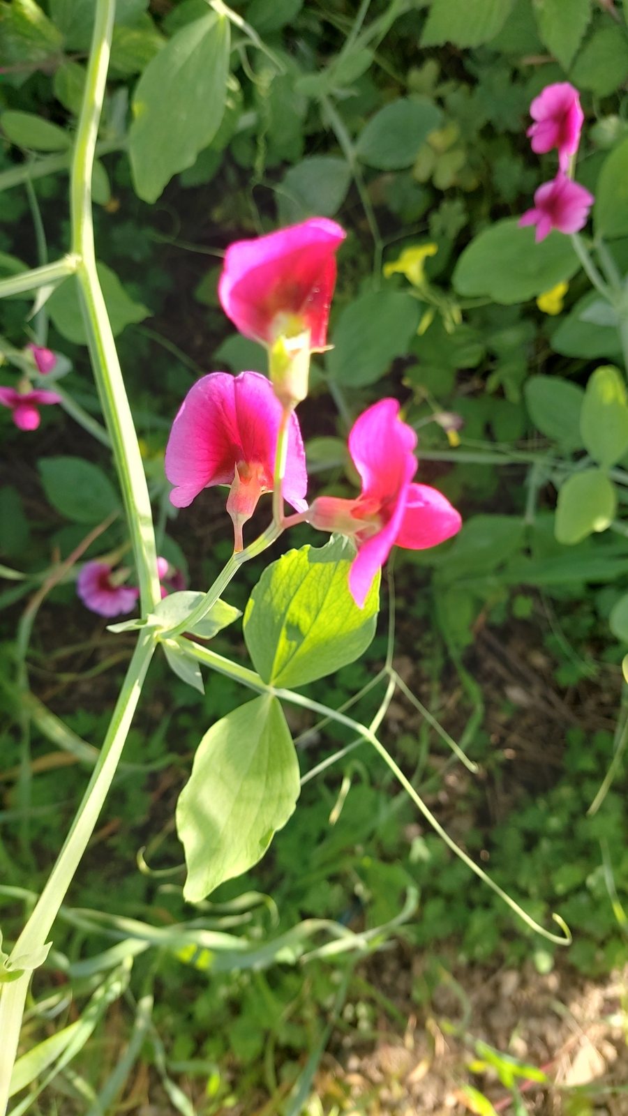 Perennial sweet pea