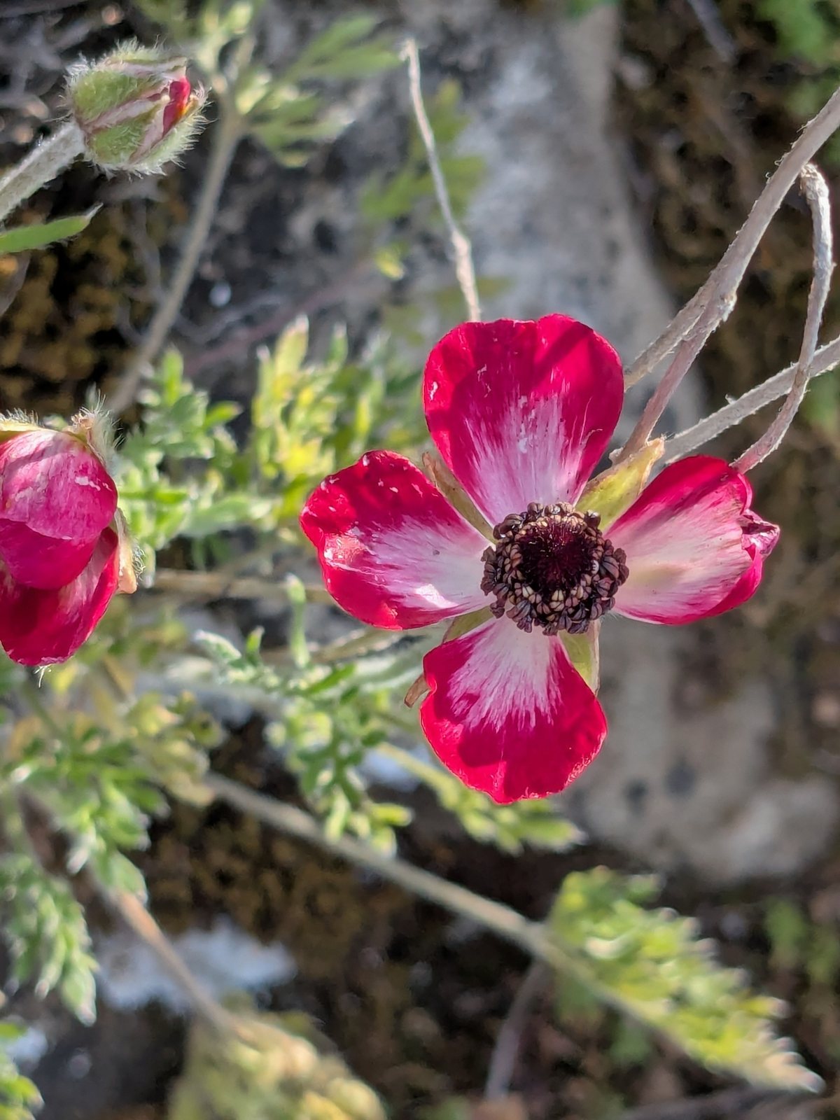 Persian buttercup
