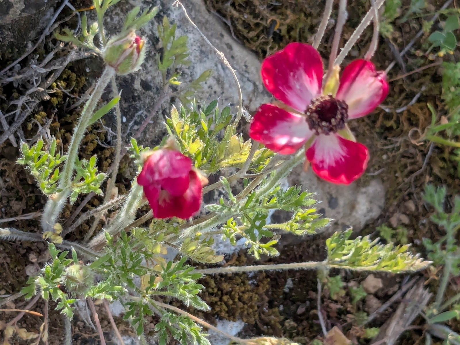 Persian buttercup