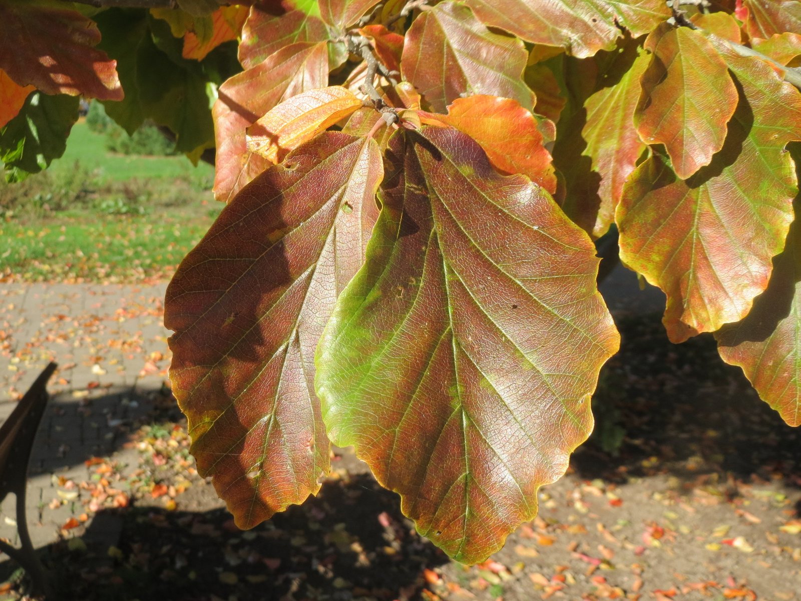 Persian ironwood