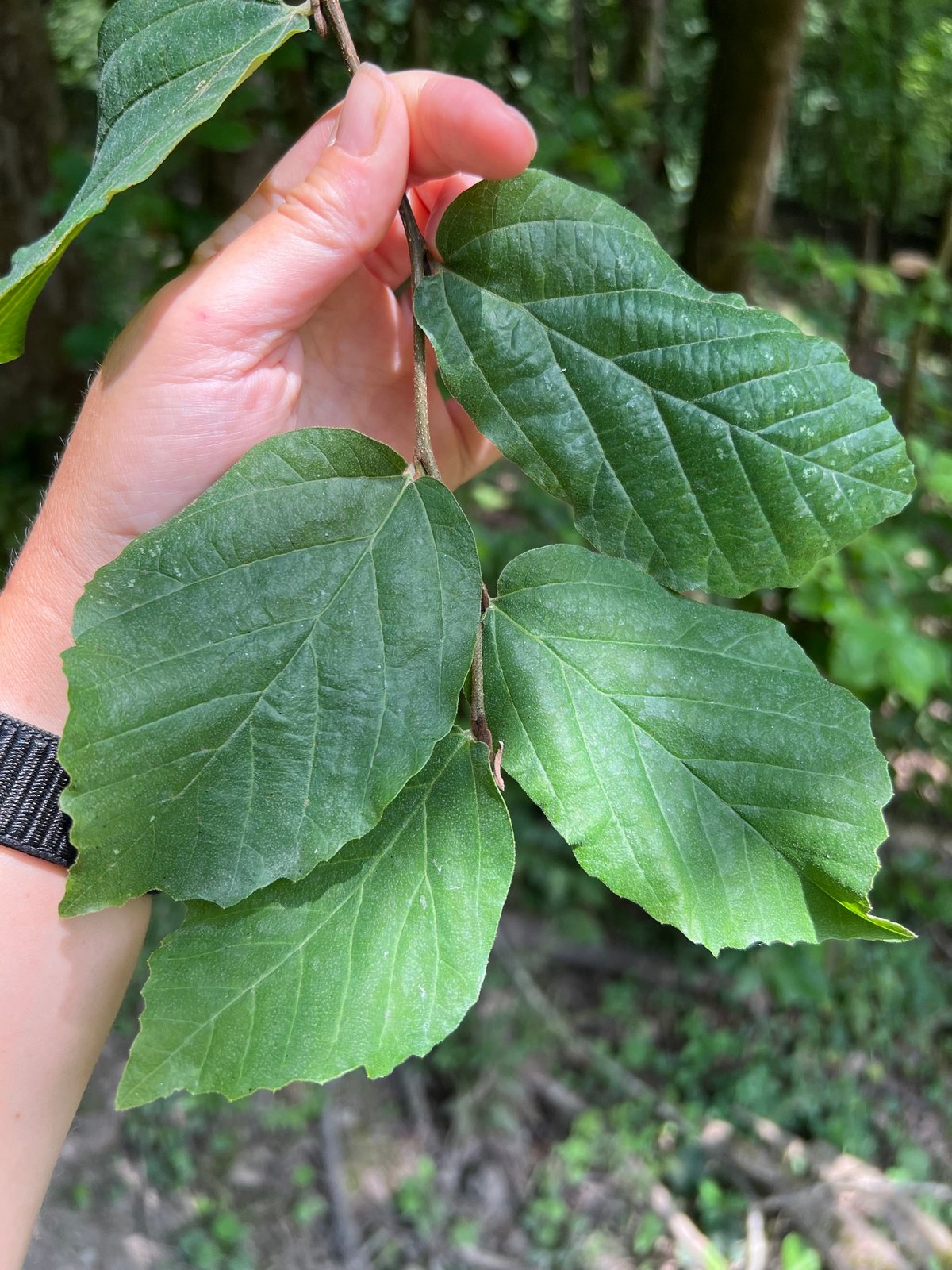 Persian ironwood