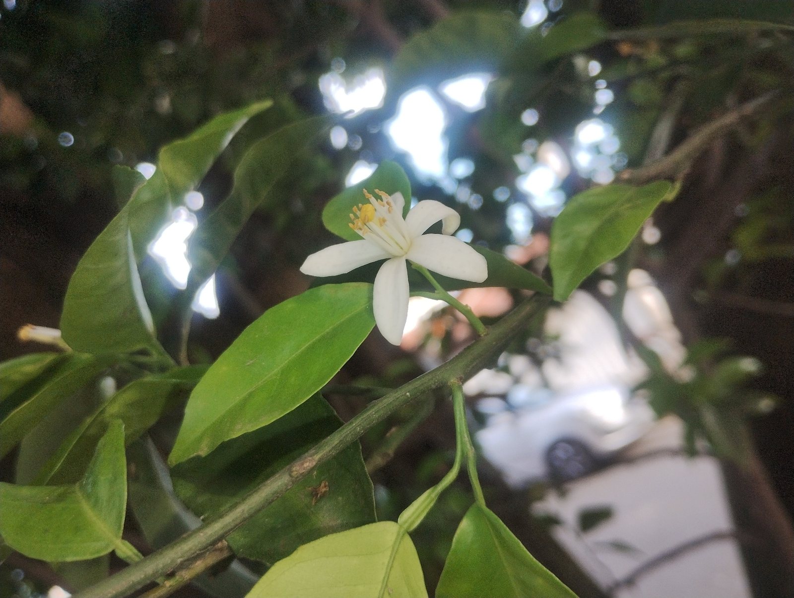 Persian lime