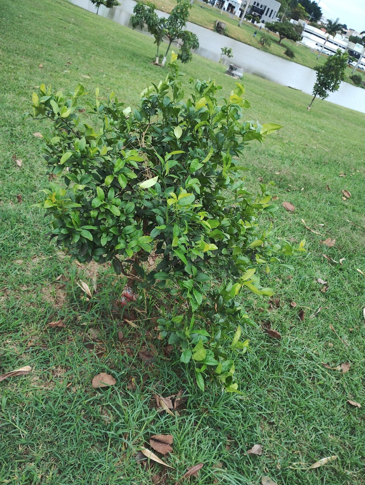 Persian lime