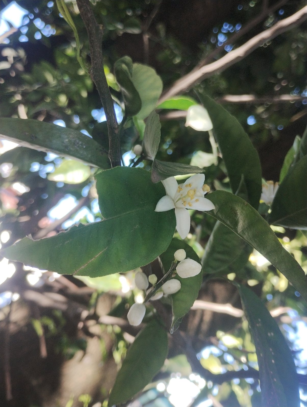 Persian lime