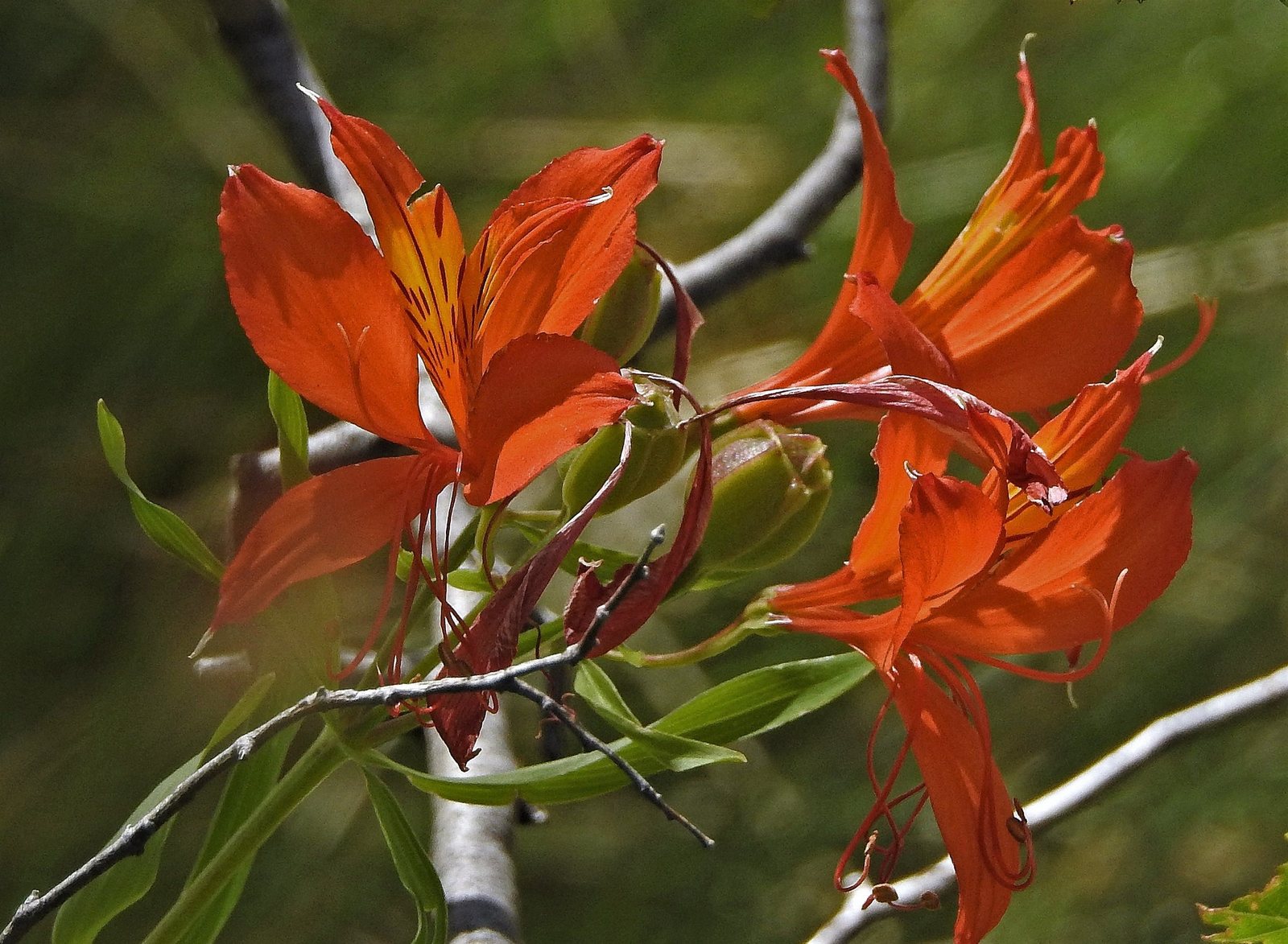 Peruvian lily