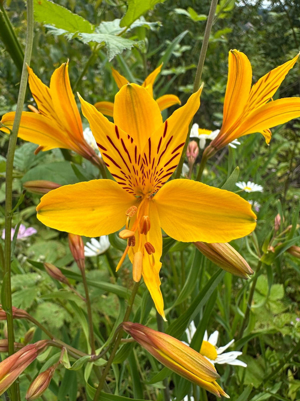 Peruvian lily