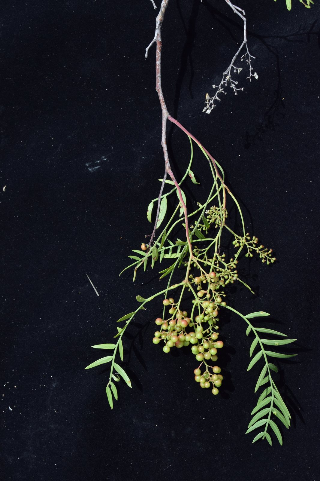 Peruvian pepper tree