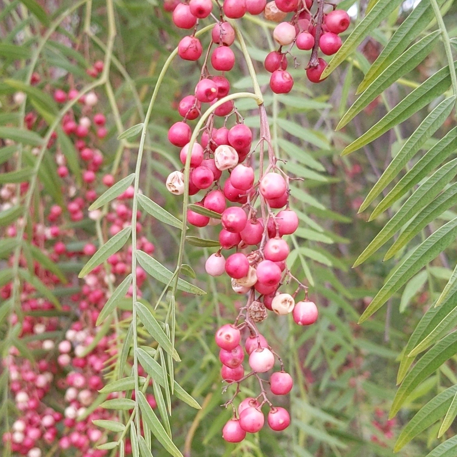 Peruvian pepper tree