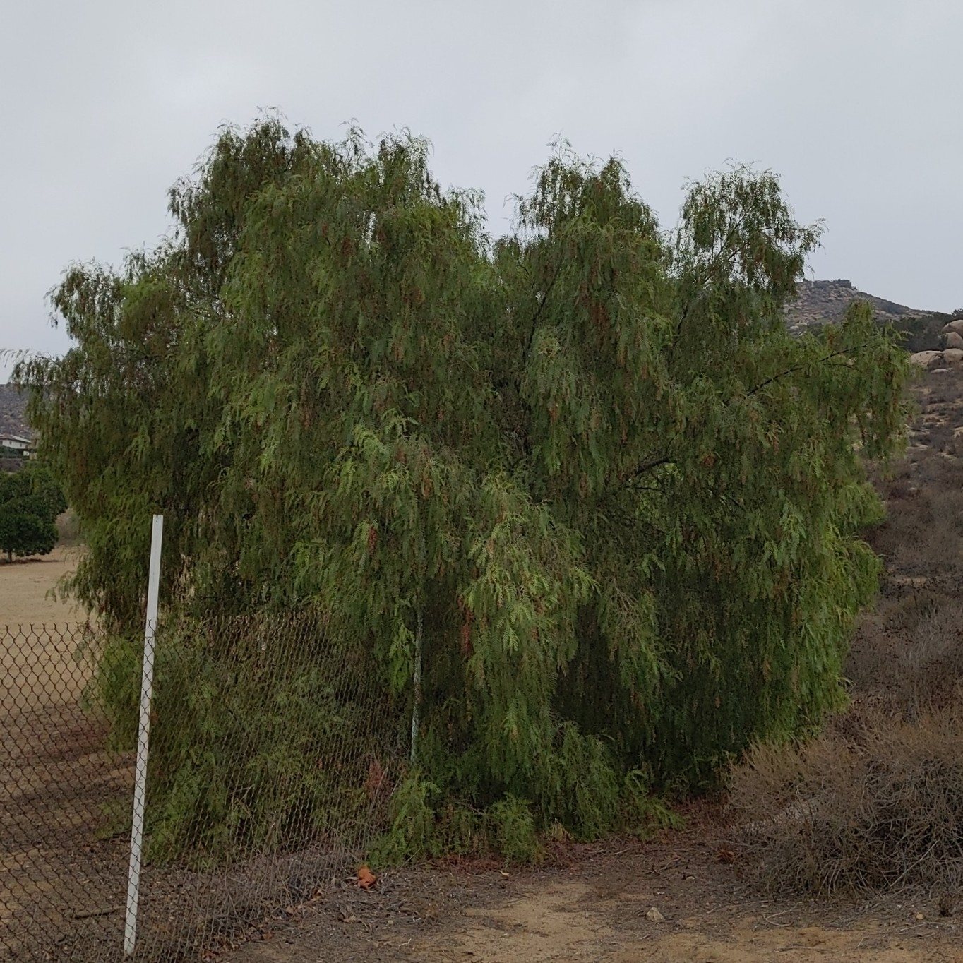 Peruvian pepper tree