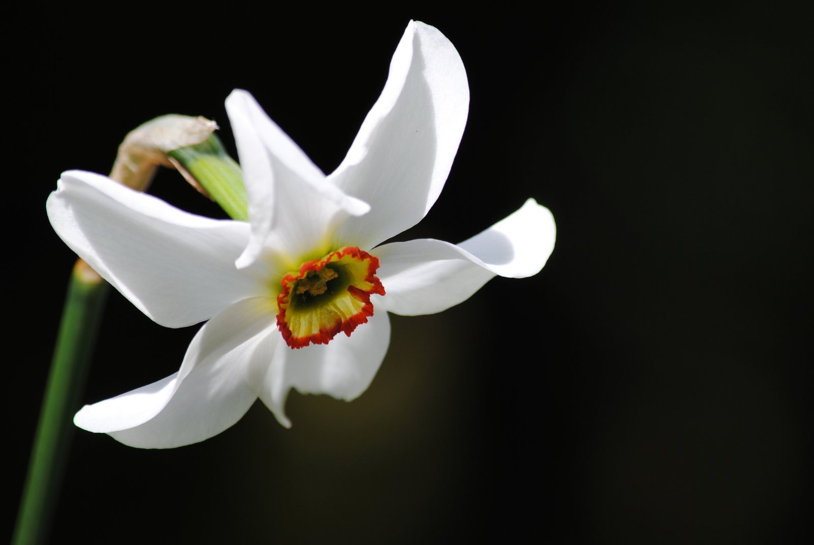 Pheasant's eye daffodil