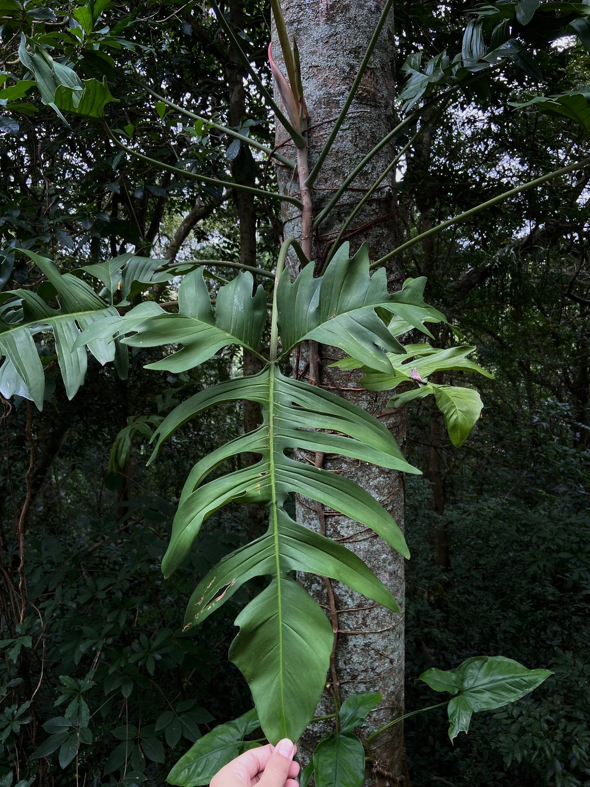 Philodendron Xanadu