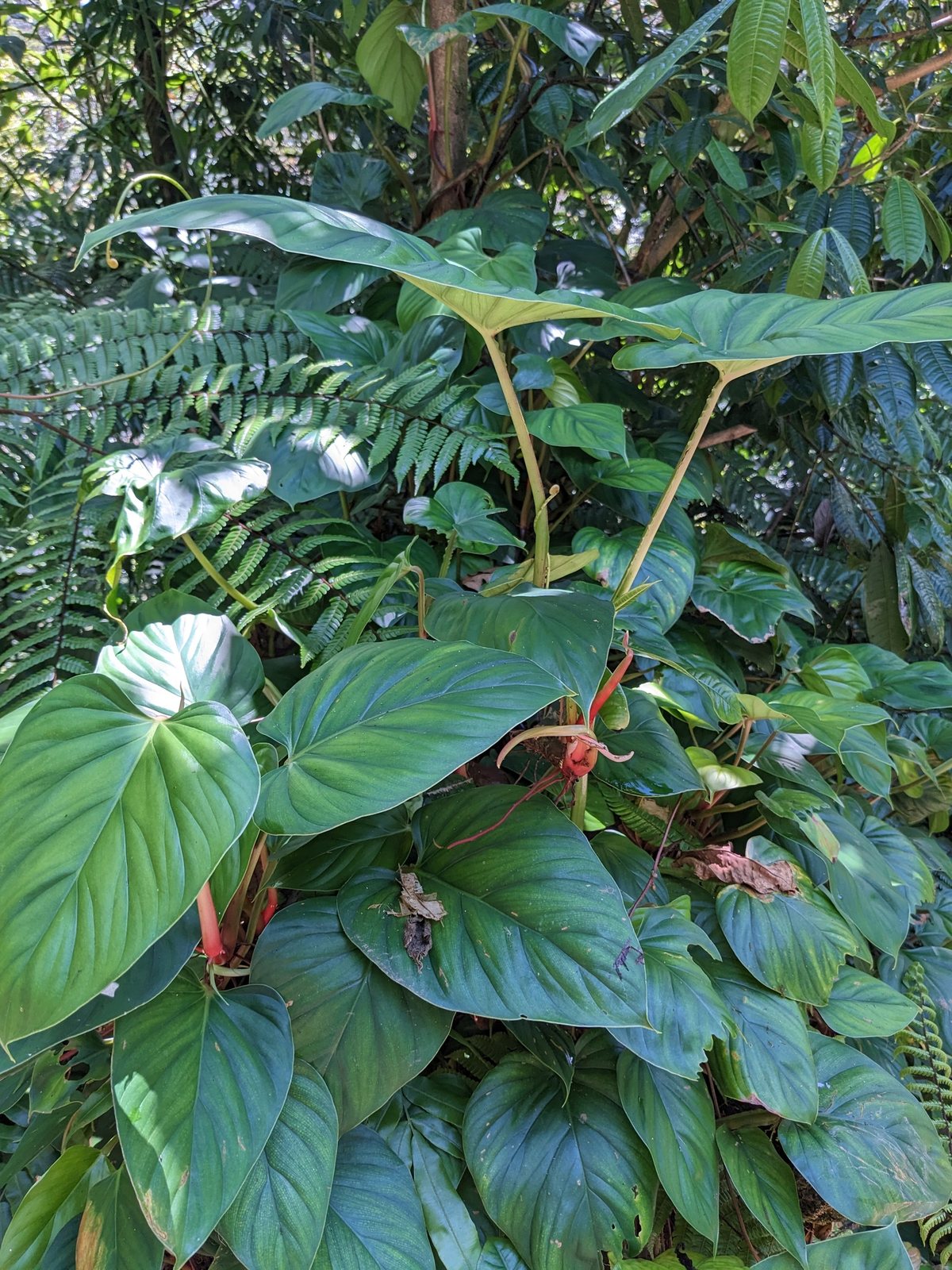 Philodendron Xanadu