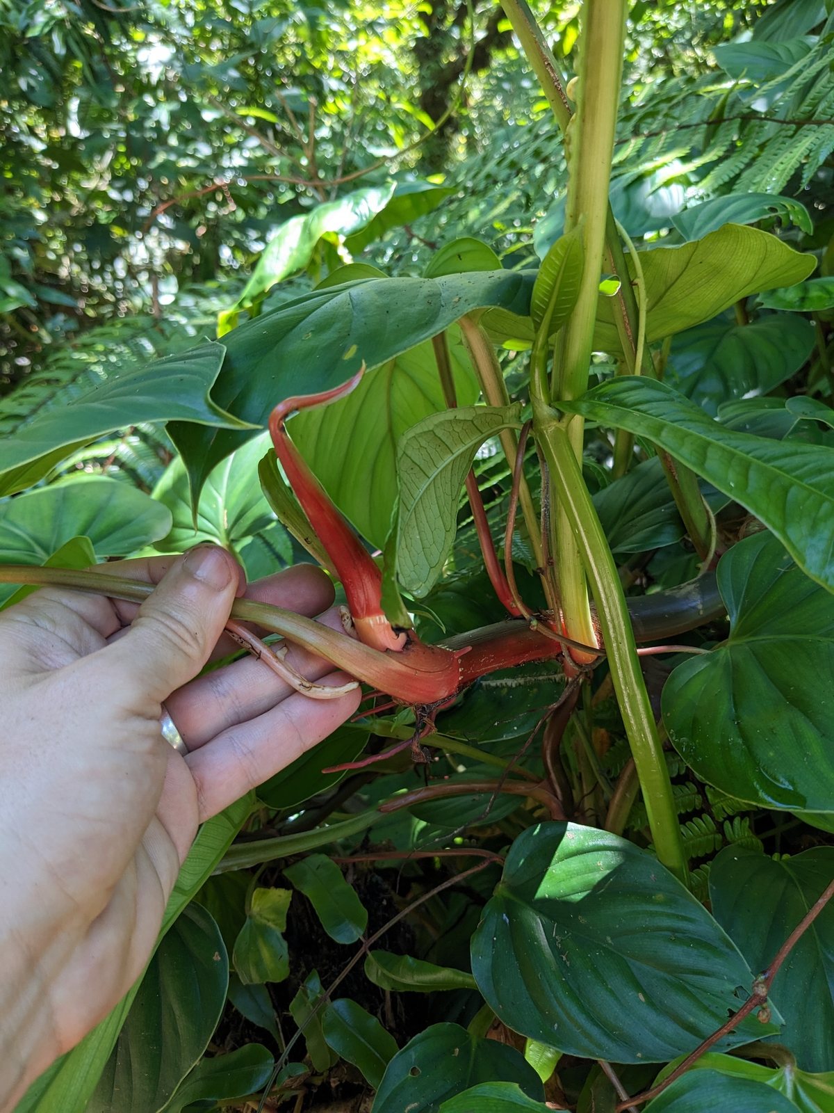 Philodendron Xanadu