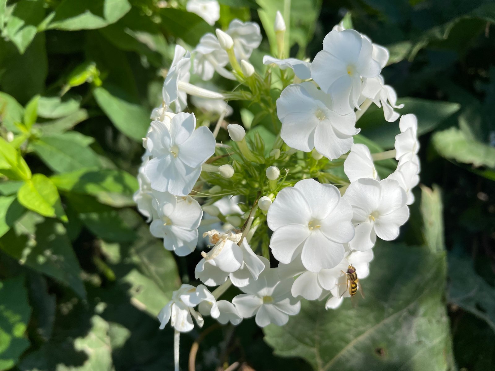 Phlox 'David'