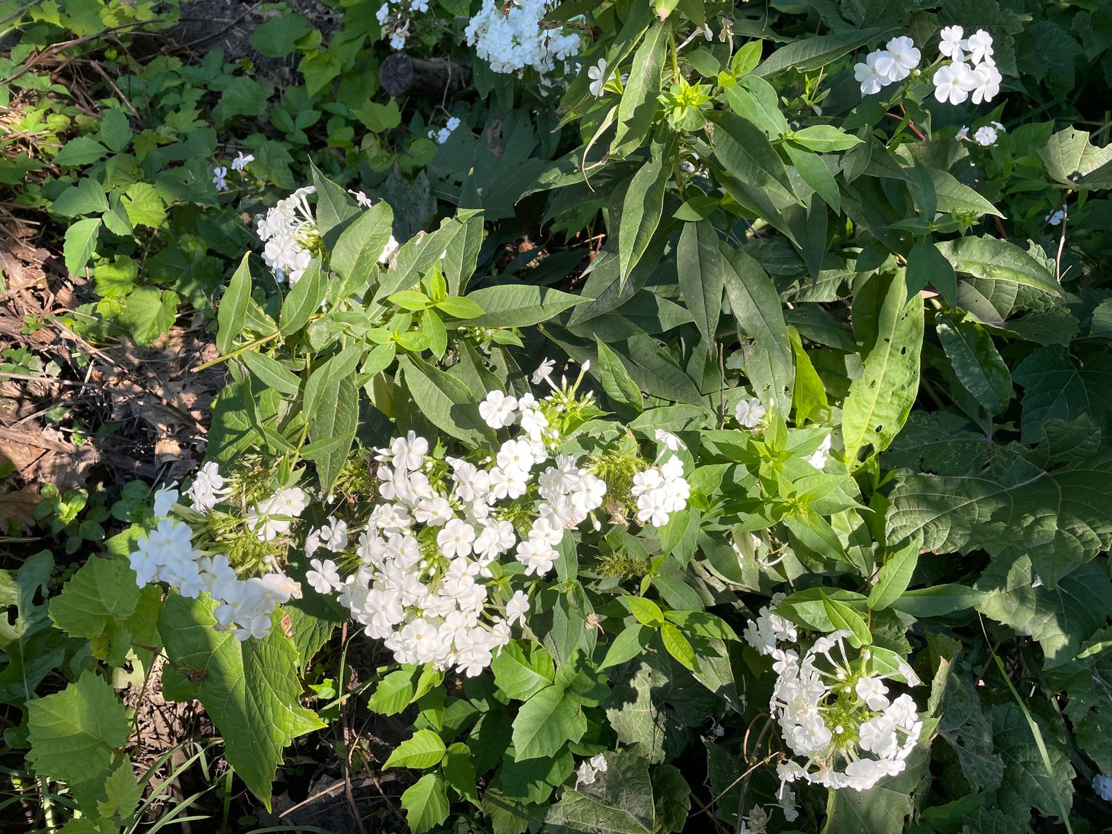 Phlox 'David'