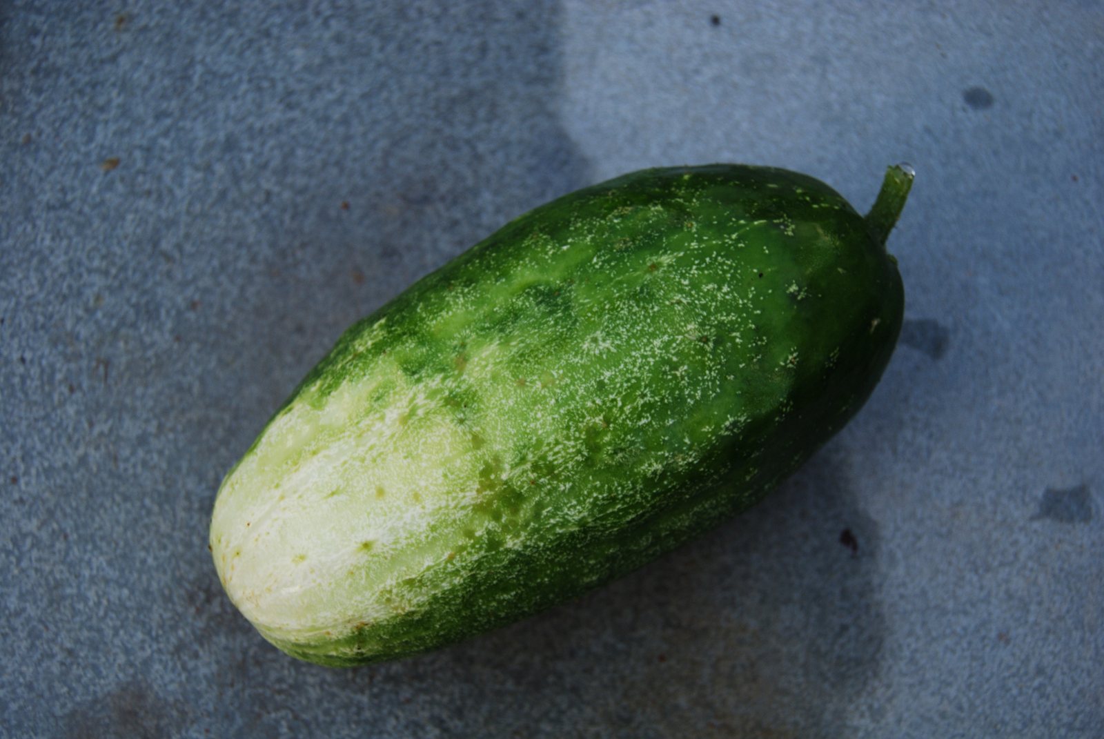 Pickling cucumber
