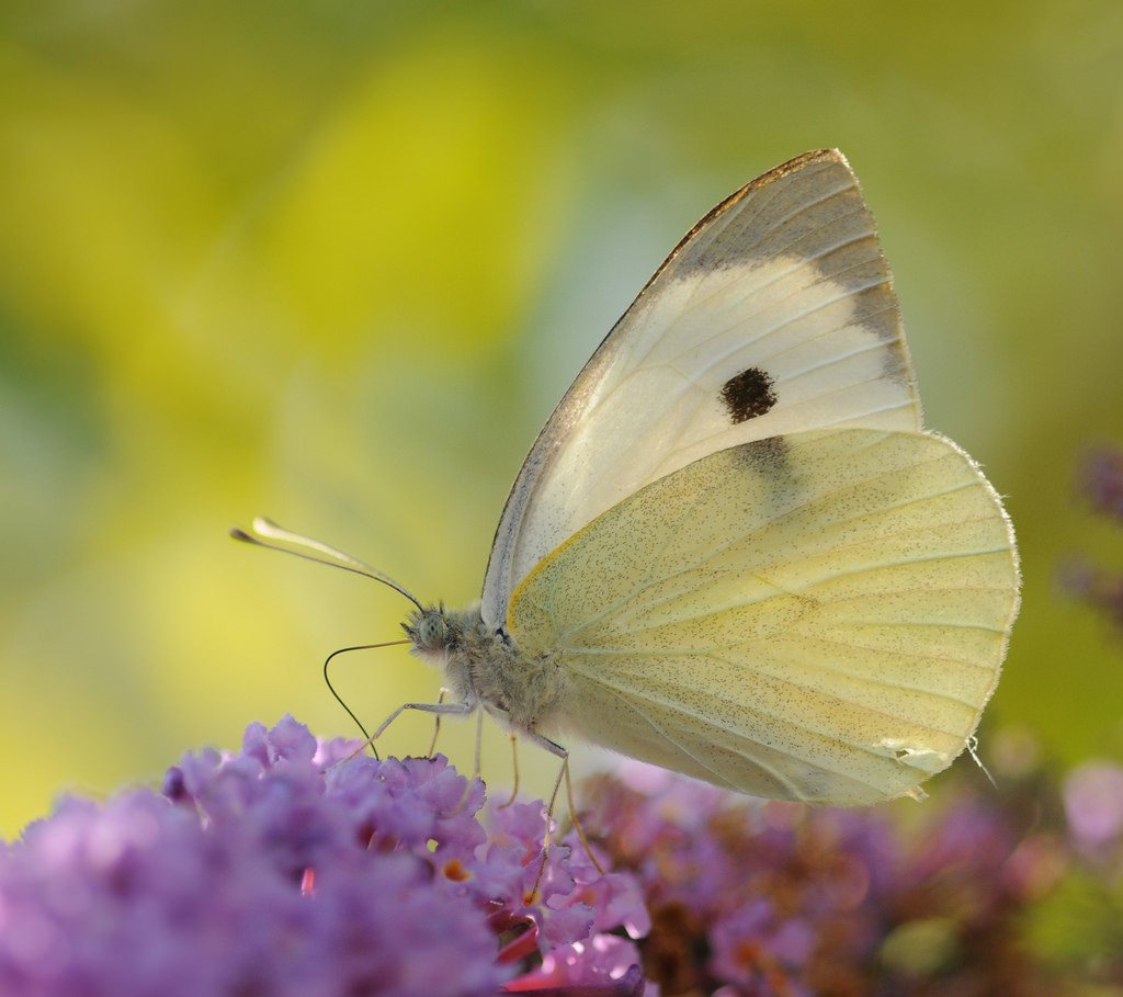 Pieris 'Forest Flame'